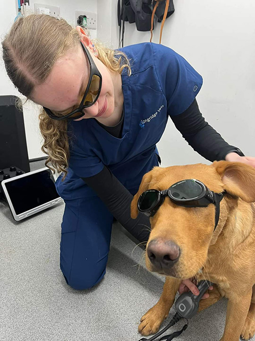 Animal Laser Therapy At Longridge Vets